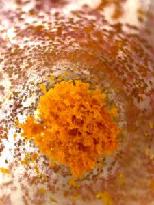 Orange zest from a fresh orange juice.