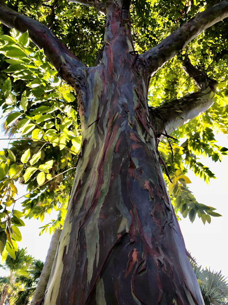 A rainbow eucalyptus tree is a good metaphor symbol for our unique bodies where you can help to balance your body type for your best life today.