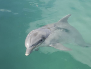 Dolphin pose yoga is named after a cute dolphin like this guy.