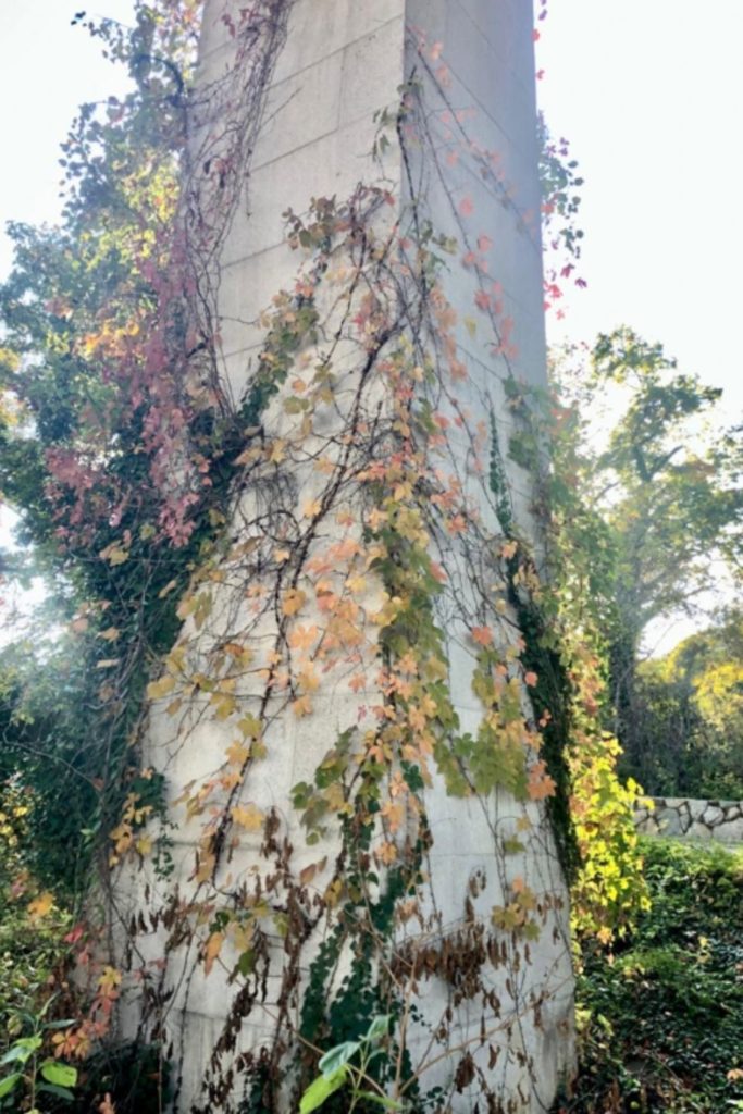 tears of joy seeing this fall beauty