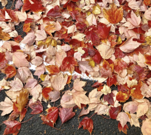 trees shedding tears of joy in leaves