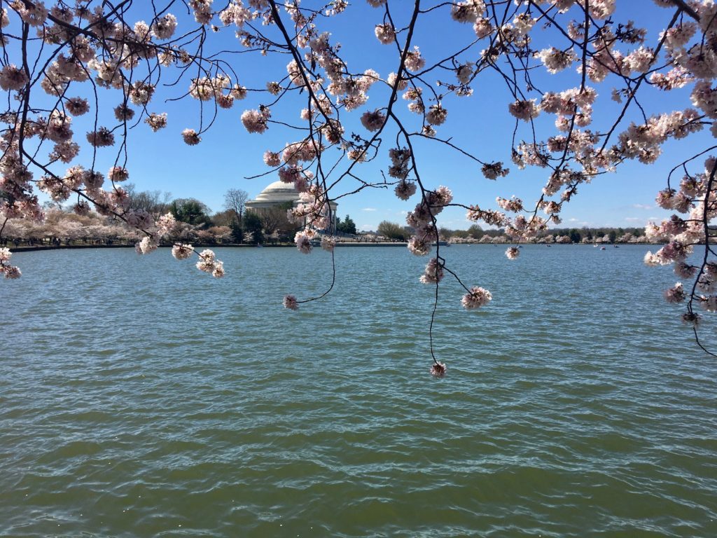 transition cherry blossom blooms