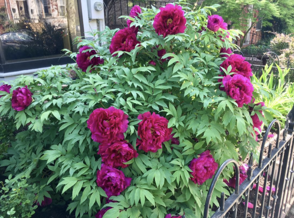 Hope can be found in flowers like these peonies that bloom every May.