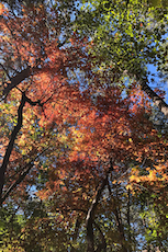 autumn leaves inspires autumn creativity and autumn bread recipes for me that i share in this blog article.