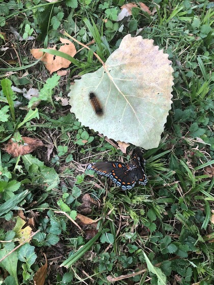 this is a real butterfly pose in life next to a caterpillar.