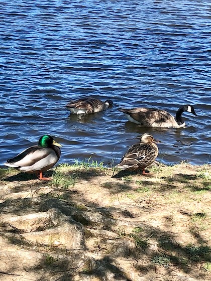 God winks in nature like these common pair of ducks. They are the many wonders that keep us wondering!