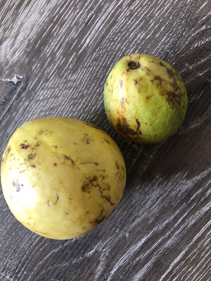 Guava fruit vary in small sizes and lighten from a pear color to a light green-yellow when ripe.