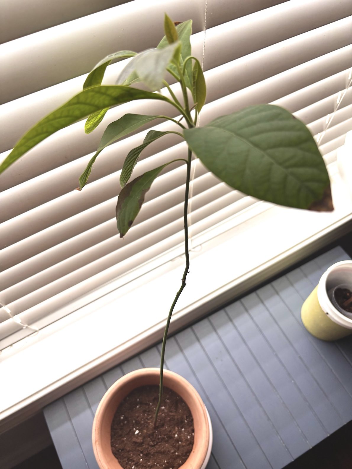 avocado plant