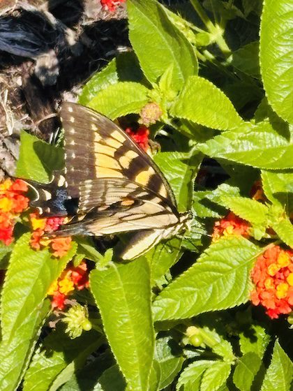 life transformation change is like this butterfly transformed from a caterpillar into full purpose living.