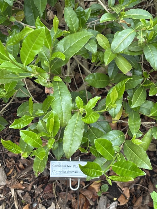 green tea plant leaves that make oolong, green, black, and white tea.